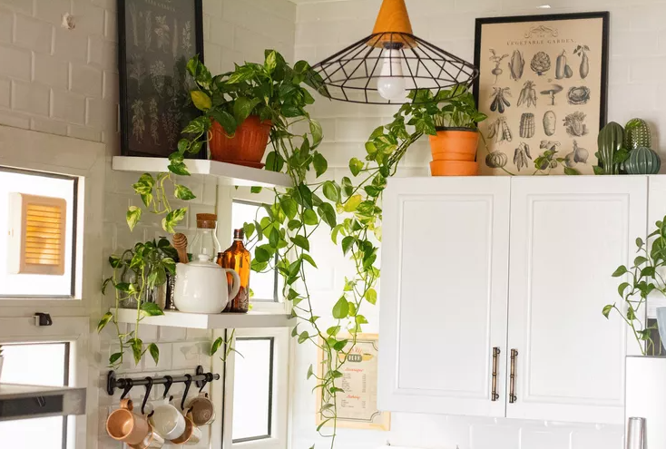 white cabinets with plants on top